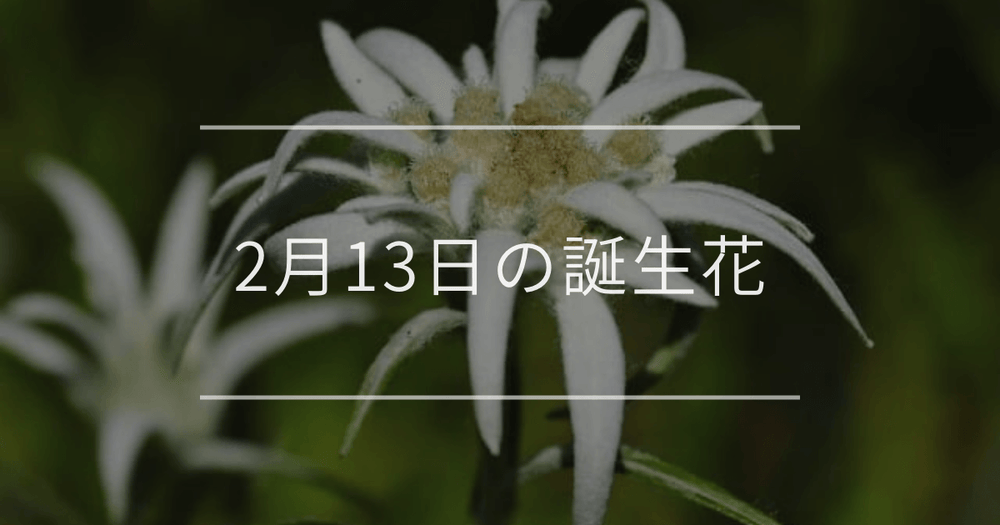 2月13日の誕生花：エーデルワイス・ローダンセの花言葉など