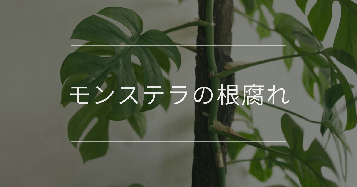 モンステラの根腐れ|見分け方や復活方法について | 観葉植物・お花の モンステラの根腐れ|見分け方や復活方法について | 観葉植物・お花の