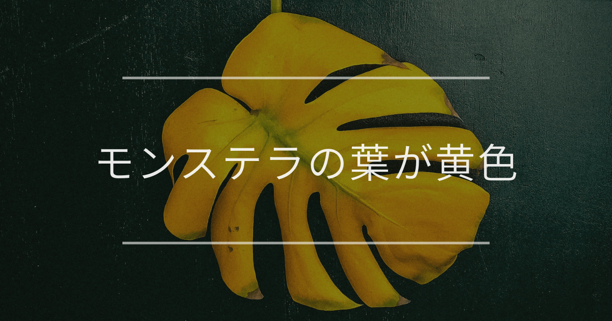 注意】モンステラの葉が黄色になる本当の原因とは？元気になる4