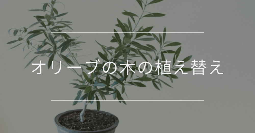 オリーブの木の植え替え｜時期や手順について