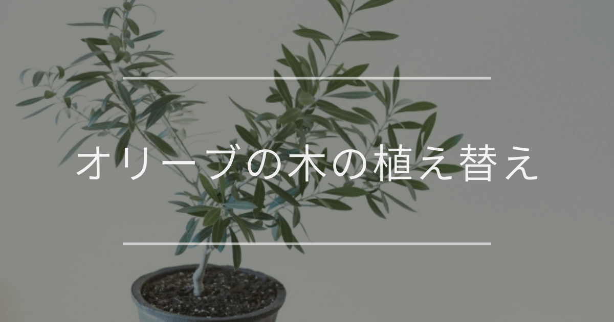 オリーブの木の植え替え