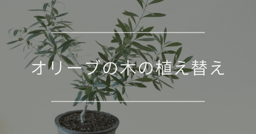 オリーブの木の植え替え|時期や手順について | 観葉植物の通販 AND オリーブの木の植え替え|時期や手順について | 観葉植物の通販 AND