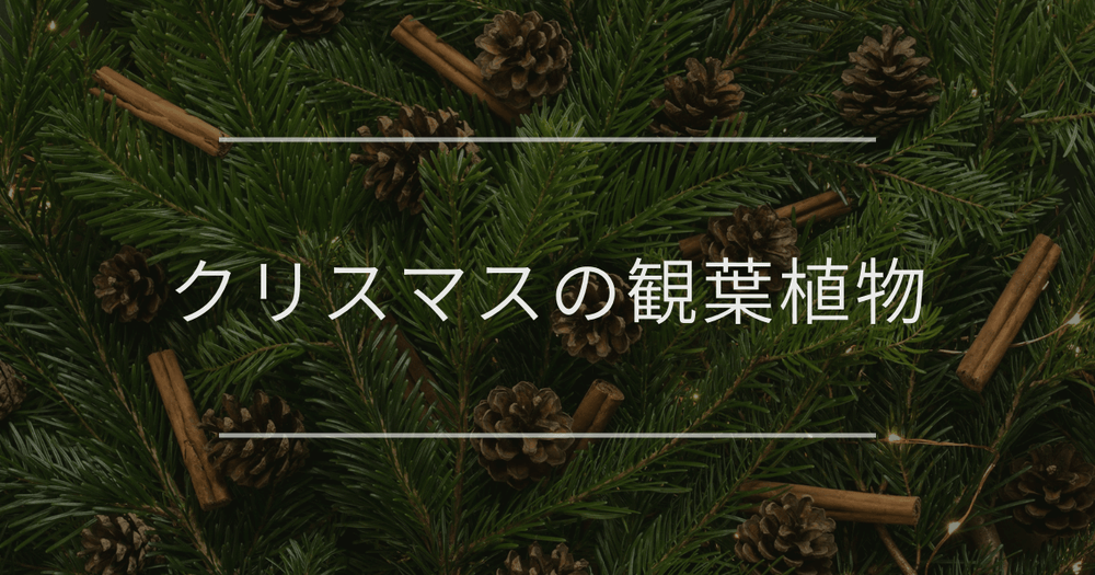 クリスマスの観葉植物｜選び方やおすすめ