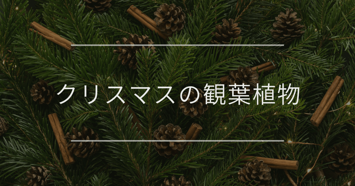 クリスマスの観葉植物