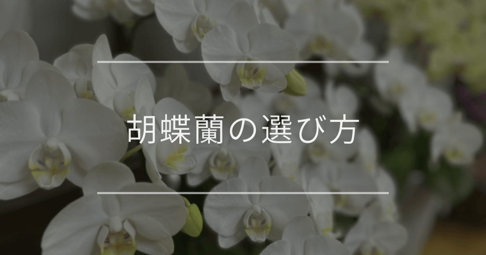 胡蝶蘭の選び方｜喜ばれるポイントや注意点を解説