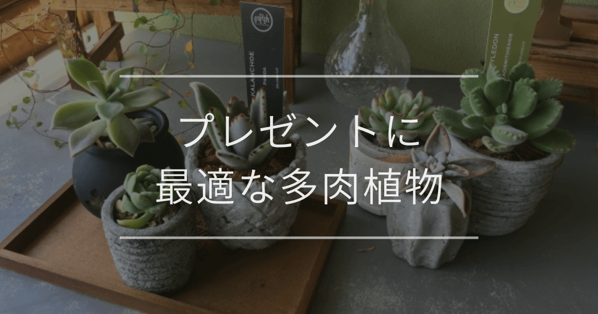 プレゼントに最適な多肉植物