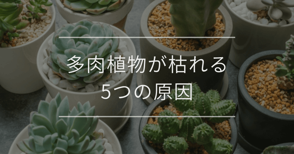 多肉植物が枯れる5つの原因｜復活方法や枯らさないための育て方