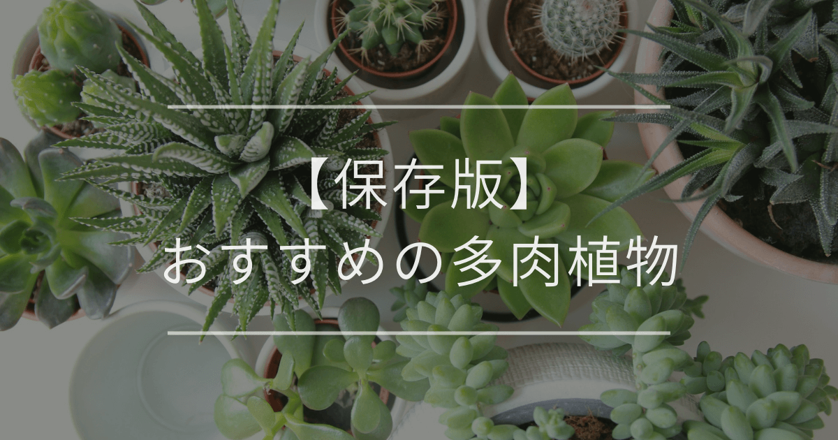 【保存版】おすすめの多肉植物