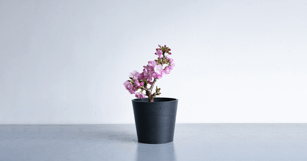 サクラの育て方｜水やりや植え替えをマスターして春を楽しもう