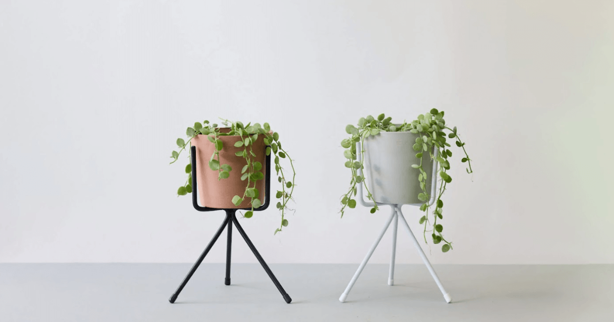 ディスキディアの育て方