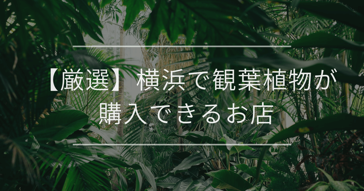 【厳選】横浜で観葉植物が購入できるお店