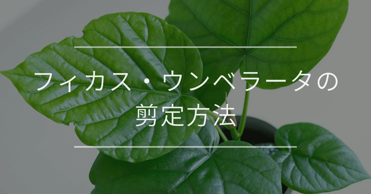 フィカス・ウンベラータの剪定方法