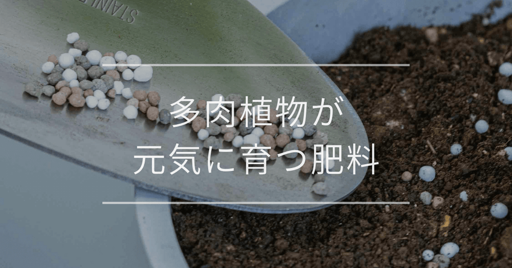 多肉植物が元気に育つ肥料｜与え方のコツと注意点