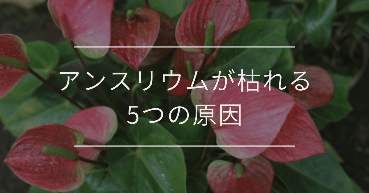 アンスリウムが枯れる5つの原因｜対処法と復活方法も解説 | 観葉植物の