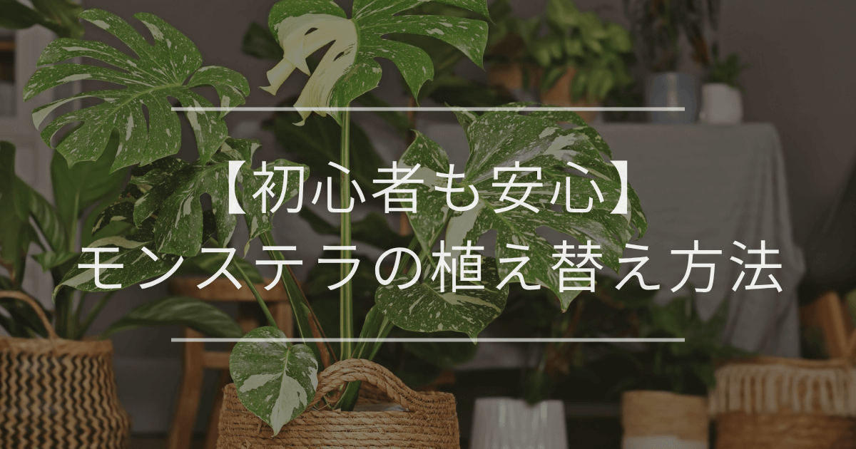 モンステラの植え替え方法
