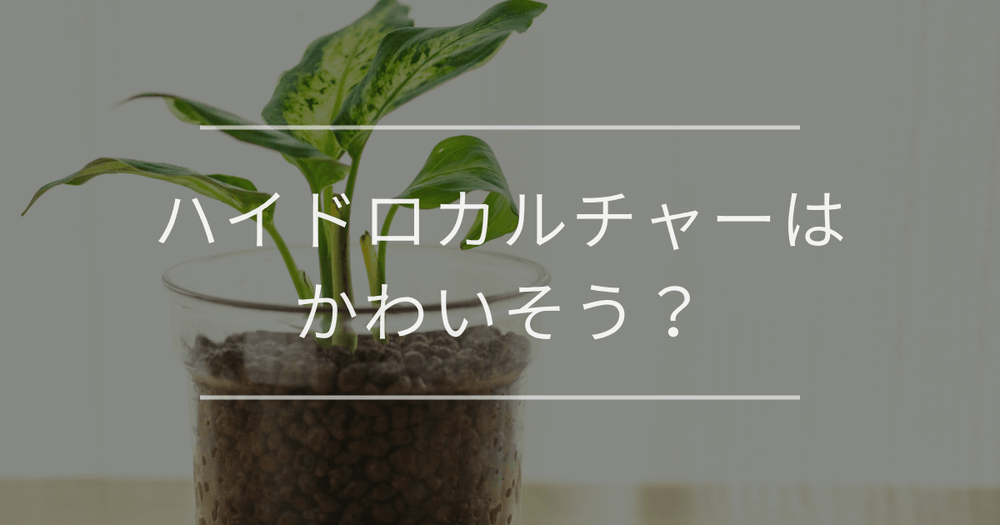 【疑問解決】ハイドロカルチャーはかわいそう？失敗しないコツや注意点を紹介