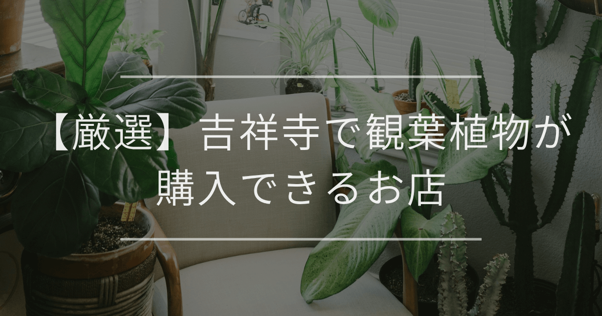 【厳選】横浜で観葉植物が購入できるお店 | 観葉植物・お花の通販 AND PLANTS (アンドプランツ)