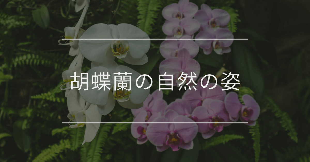 胡蝶蘭の自然の姿