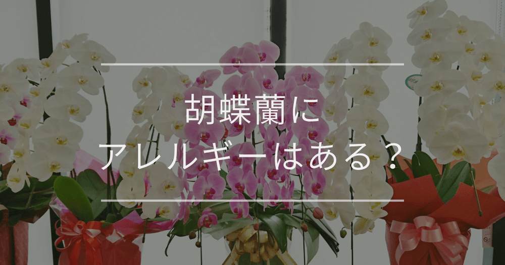 胡蝶蘭にアレルギーはある？症状や贈る際の対処法も解説