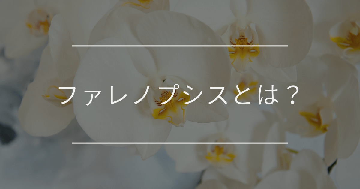 user_1242a77b　ファレノプシス　2種 園芸ネット本店｜ファレノプシス：アンティークラブ2本立ち4号陶器