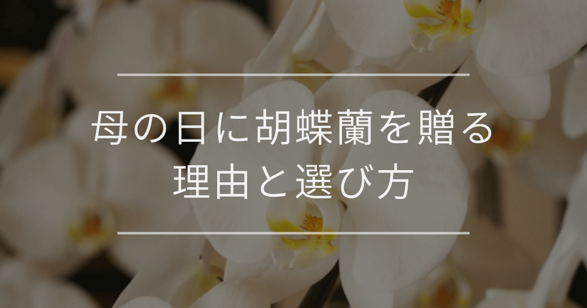 母の日に胡蝶蘭を贈る理由と選び方
