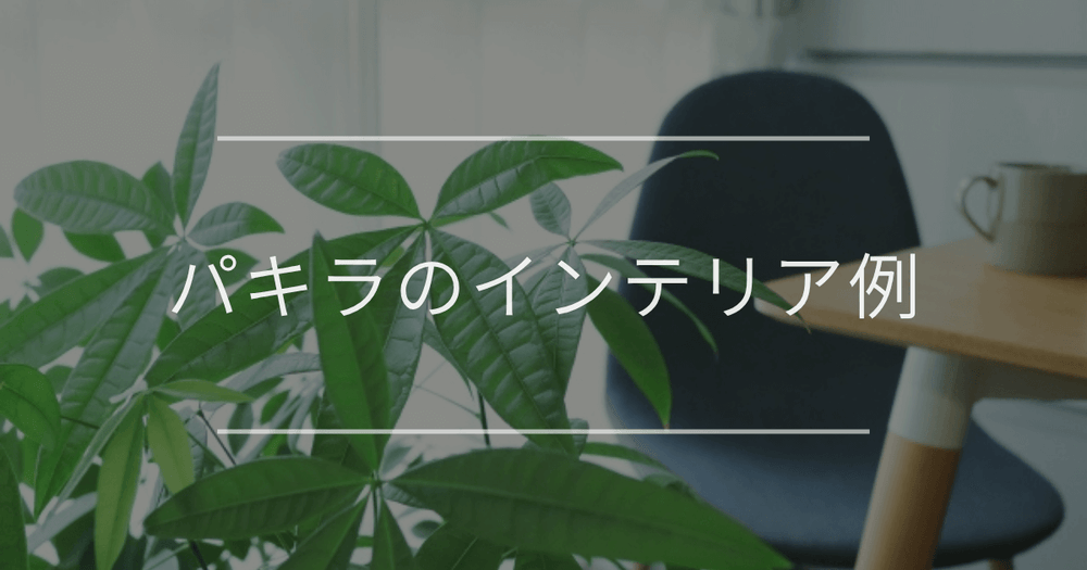 パキラのインテリア例｜失敗しない選び方