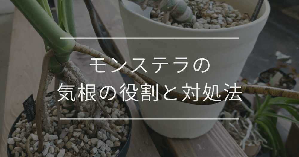 モンステラの気根の役割と対処法