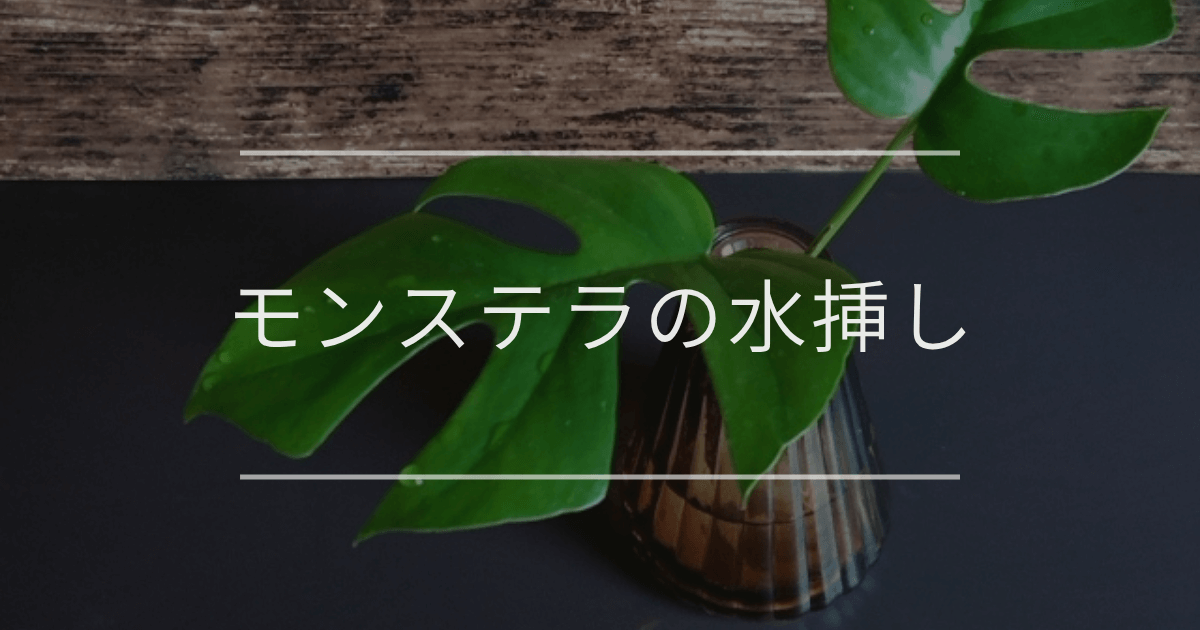 モンステラの水挿し｜手順と成功させるコツ