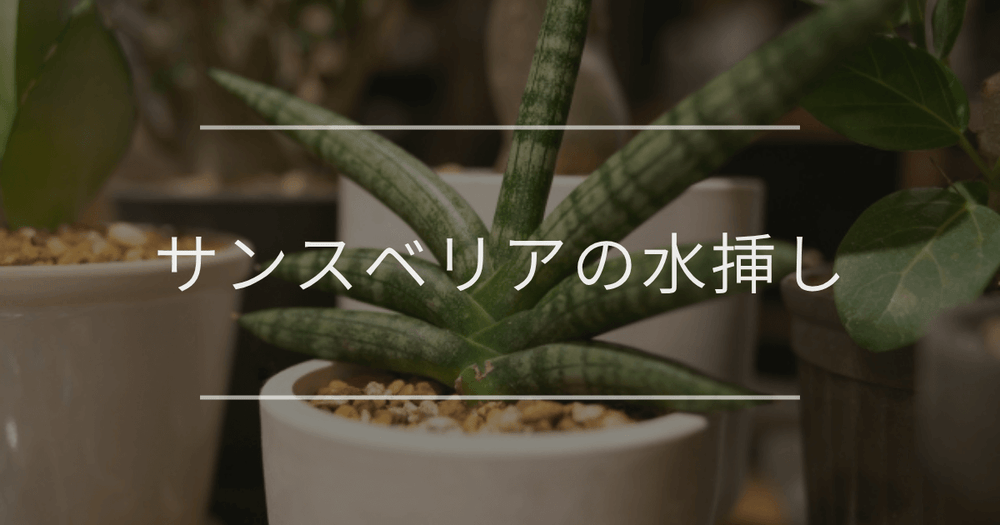 サンスベリアの水挿し｜手順と成功させるコツ