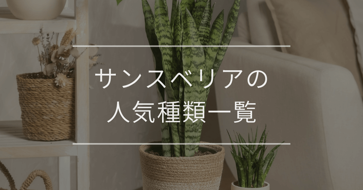 サンスベリアの人気種類一覧