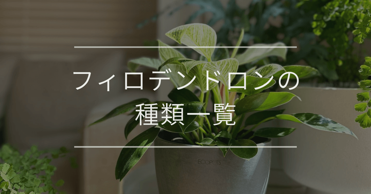 フィロデンドロンの種類一覧