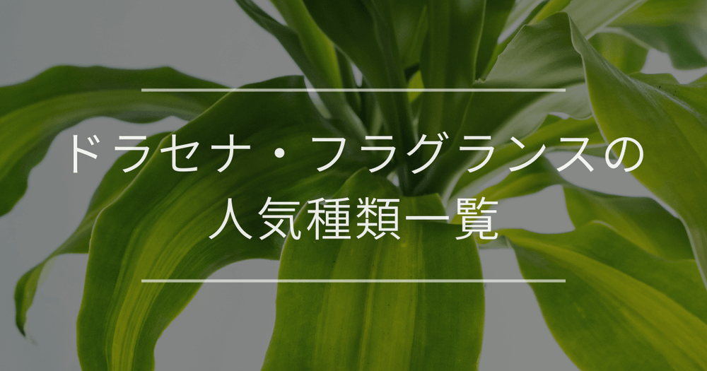 ドラセナ・フラグランスの人気種類一覧