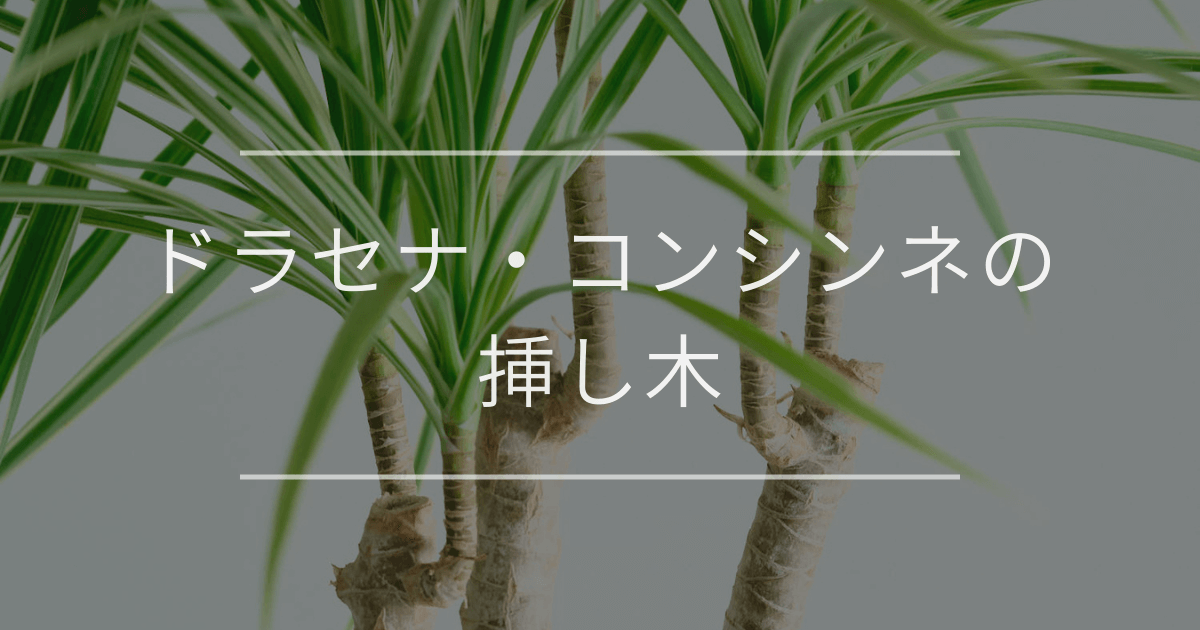 ドラセナ・コンシンネの挿し木|時期とやり方 | 観葉植物・お花 ドラセナ・コンシンネの挿し木|時期とやり方 | 観葉植物・お花