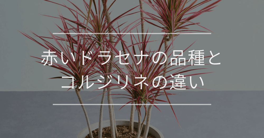 赤いドラセナの品種とコルジリネの違い
