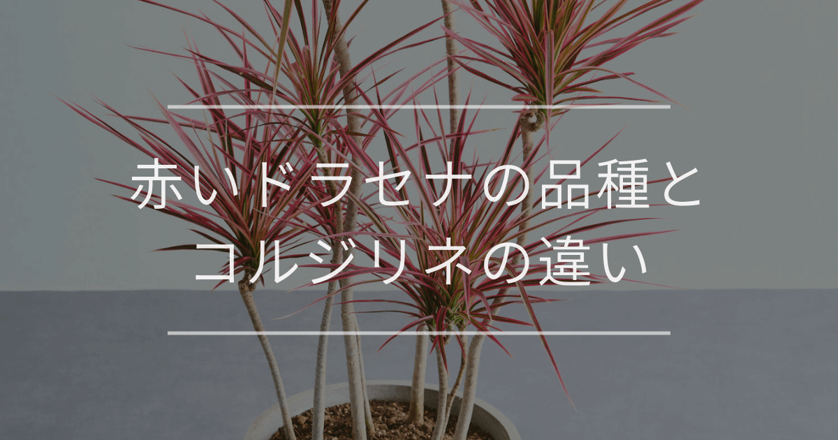 赤いドラセナの品種とコルジリネの違い | 観葉植物の通販 AND PLANTS 赤いドラセナの品種とコルジリネの違い | 観葉植物の通販 AND PLANTS