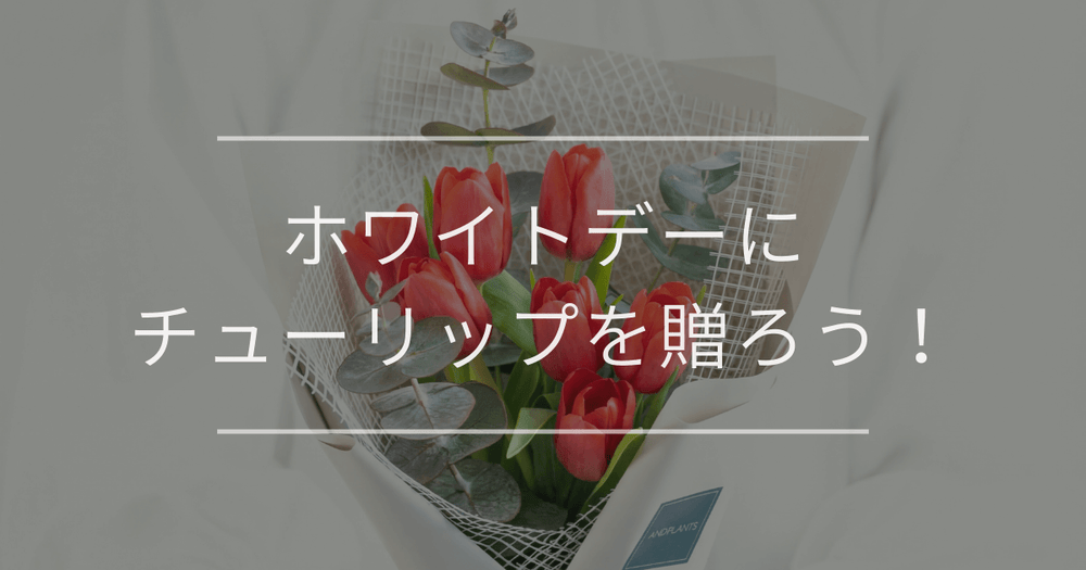 ホワイトデーにチューリップを贈ろう！チューリップの花言葉や色別の意味も解説