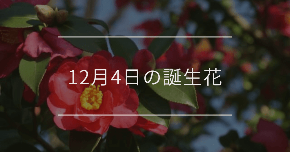 12月4日の誕生花：サザンカ・ハボタンの花言葉など