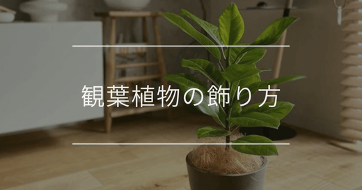 プロが教える観葉植物の飾り方7選｜場所別のおしゃれな置き方も解説