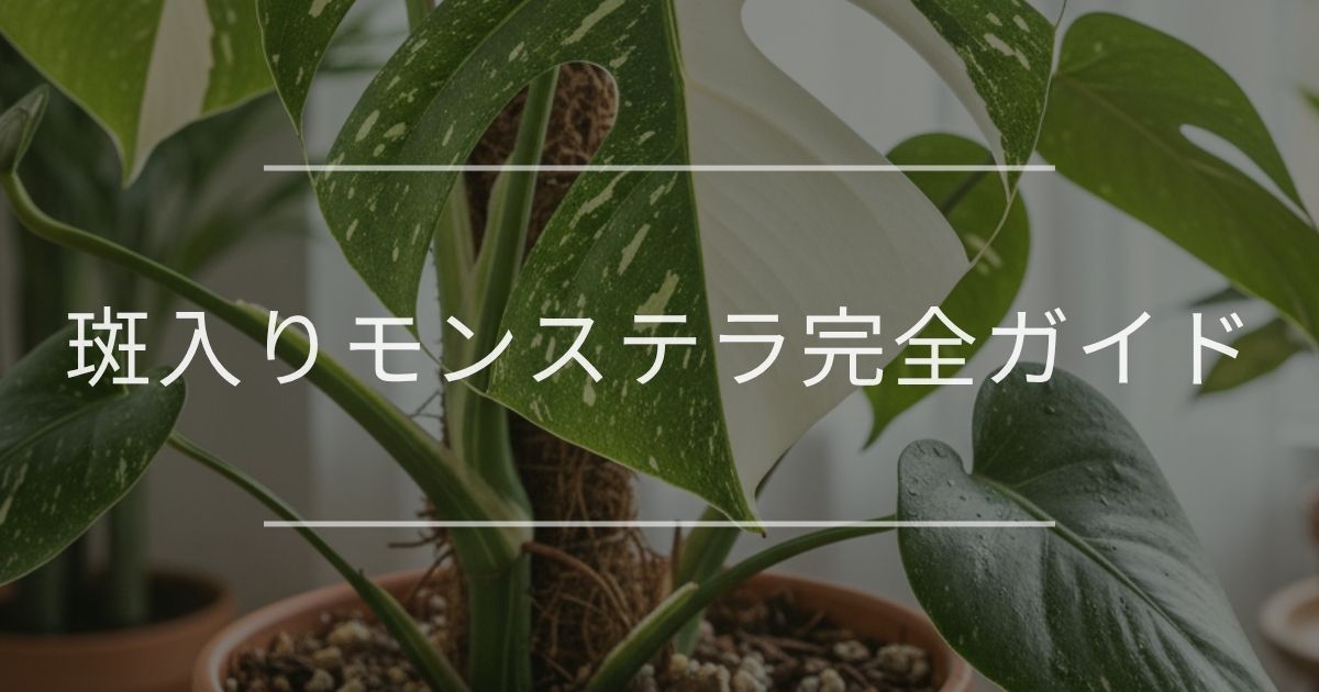 斑入りモンステラ完全ガイド｜高い理由や種類について