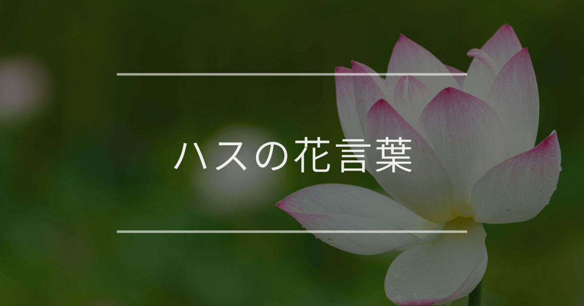 ハスの花言葉