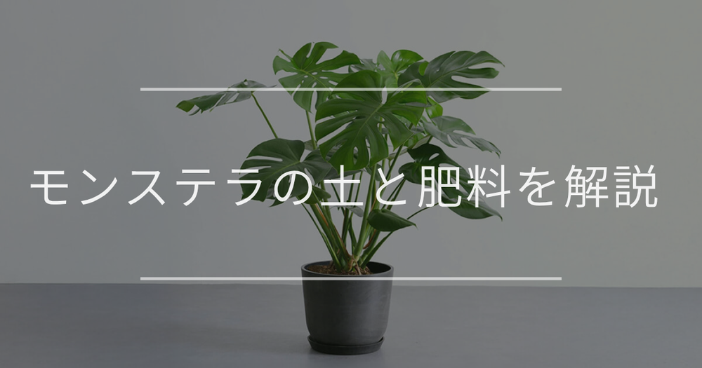 モンステラにおすすめの土と肥料。最適な配合や植え替え方法についても解説