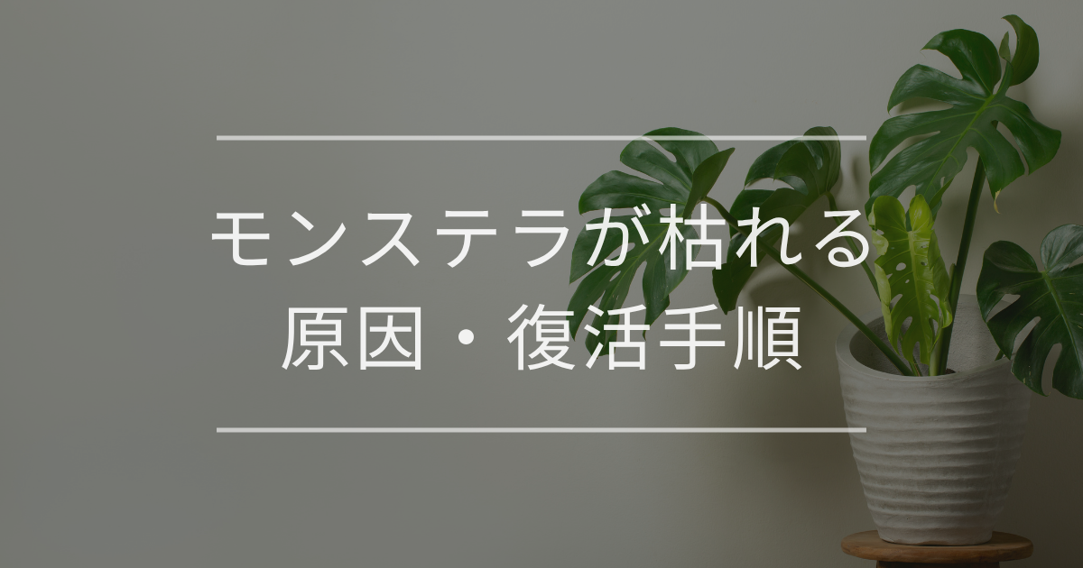 モンステラが枯れる原因・復活手順・季節別予防策を完全ガイド