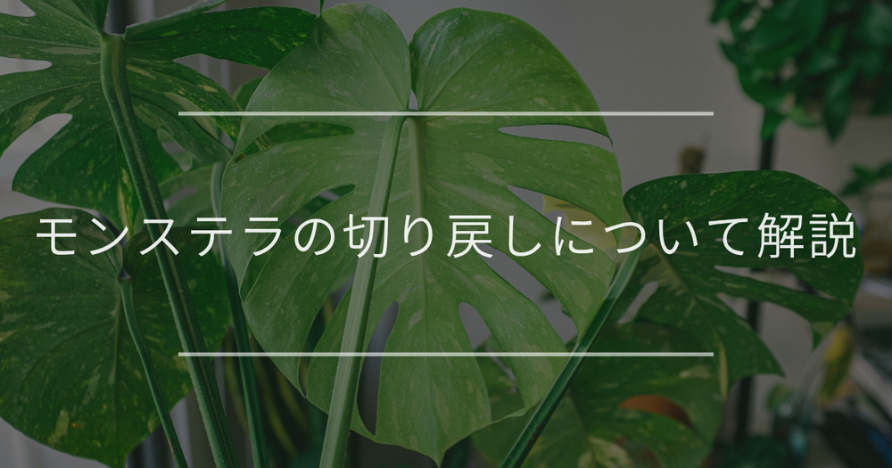 モンステラの切り戻しの時期と方法について解説