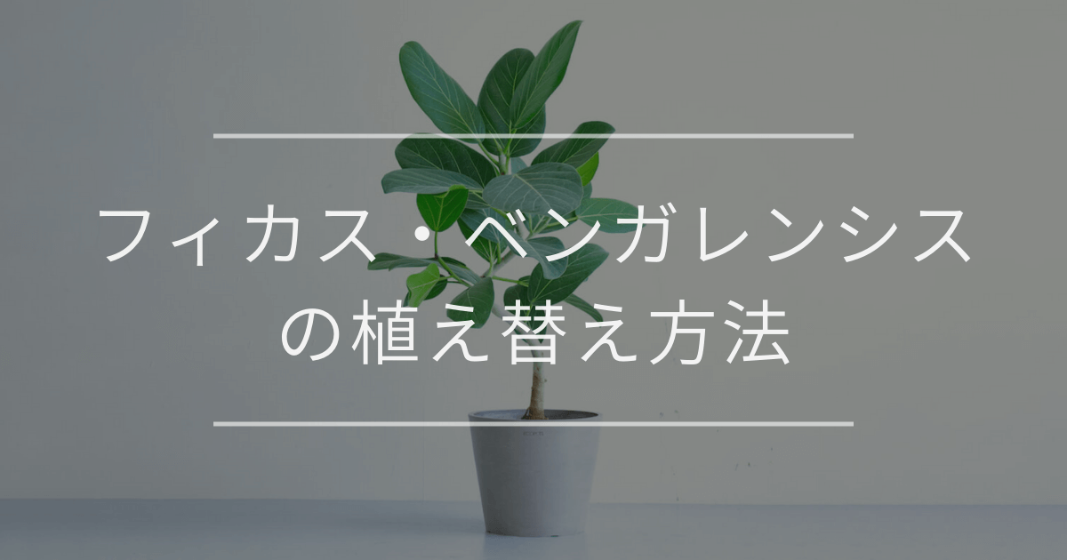 フィカス・ベンガレンシスの植え替え方法