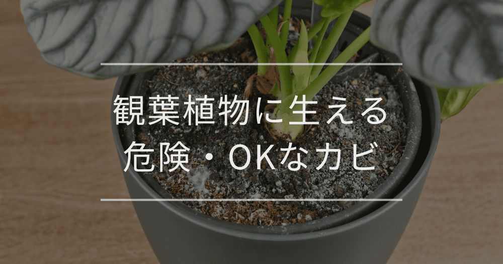 観葉植物に生える危険・OKなカビ｜原因と除去方法も徹底解説