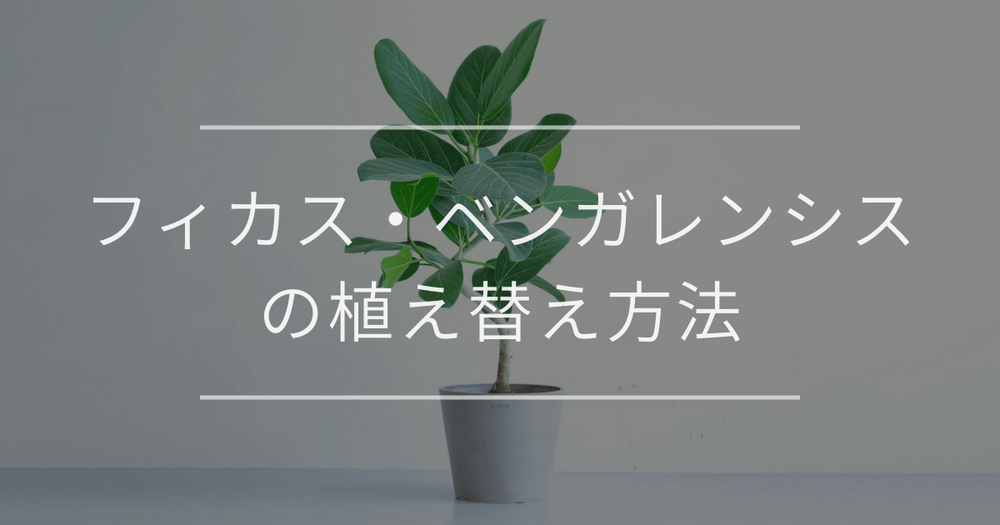 フィカス・ベンガレンシスの植え替え方法｜タイミングと手順について