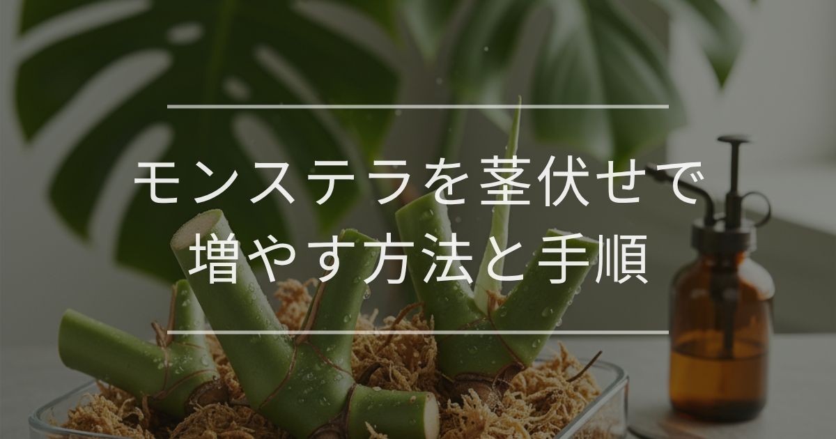 モンステラを茎伏せで増やす方法と手順｜トラブル対処も解説