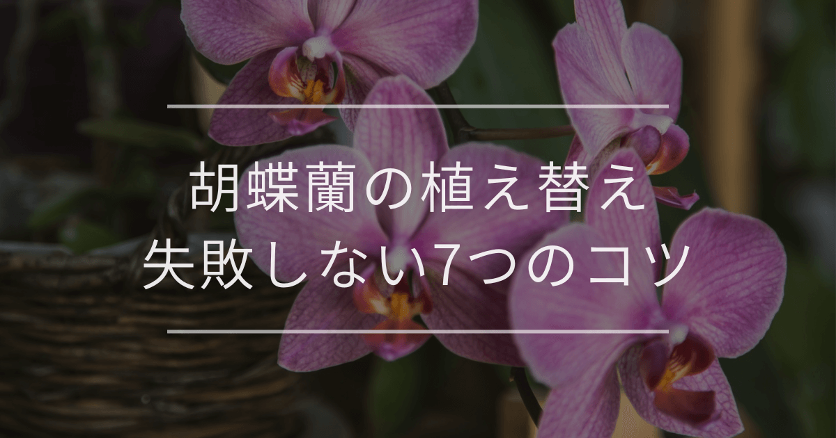 胡蝶蘭の植え替え｜失敗しない7つのコツを紹介