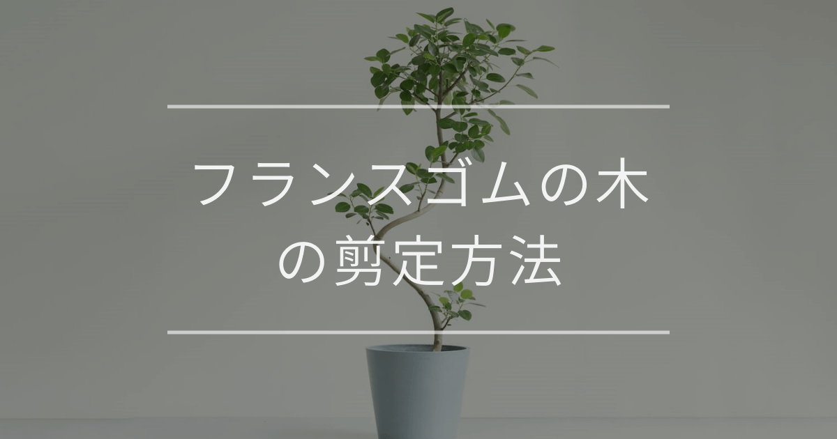 フランスゴムの木の剪定方法