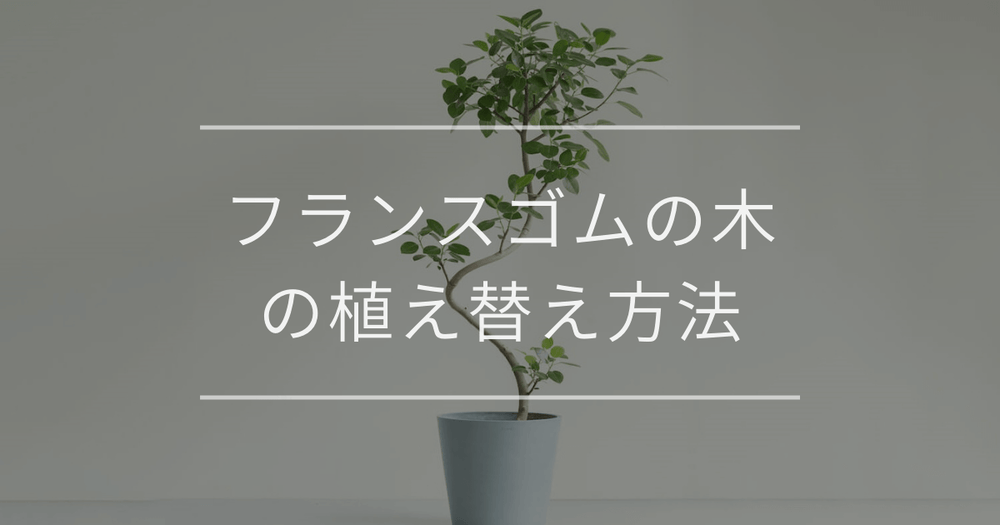 フランスゴムの木の植え替え方法｜タイミングや手順について